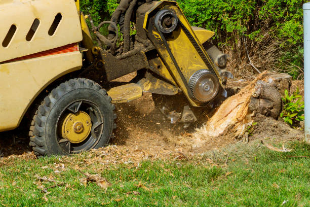 Tree Health Inspection in Colstrip, MT